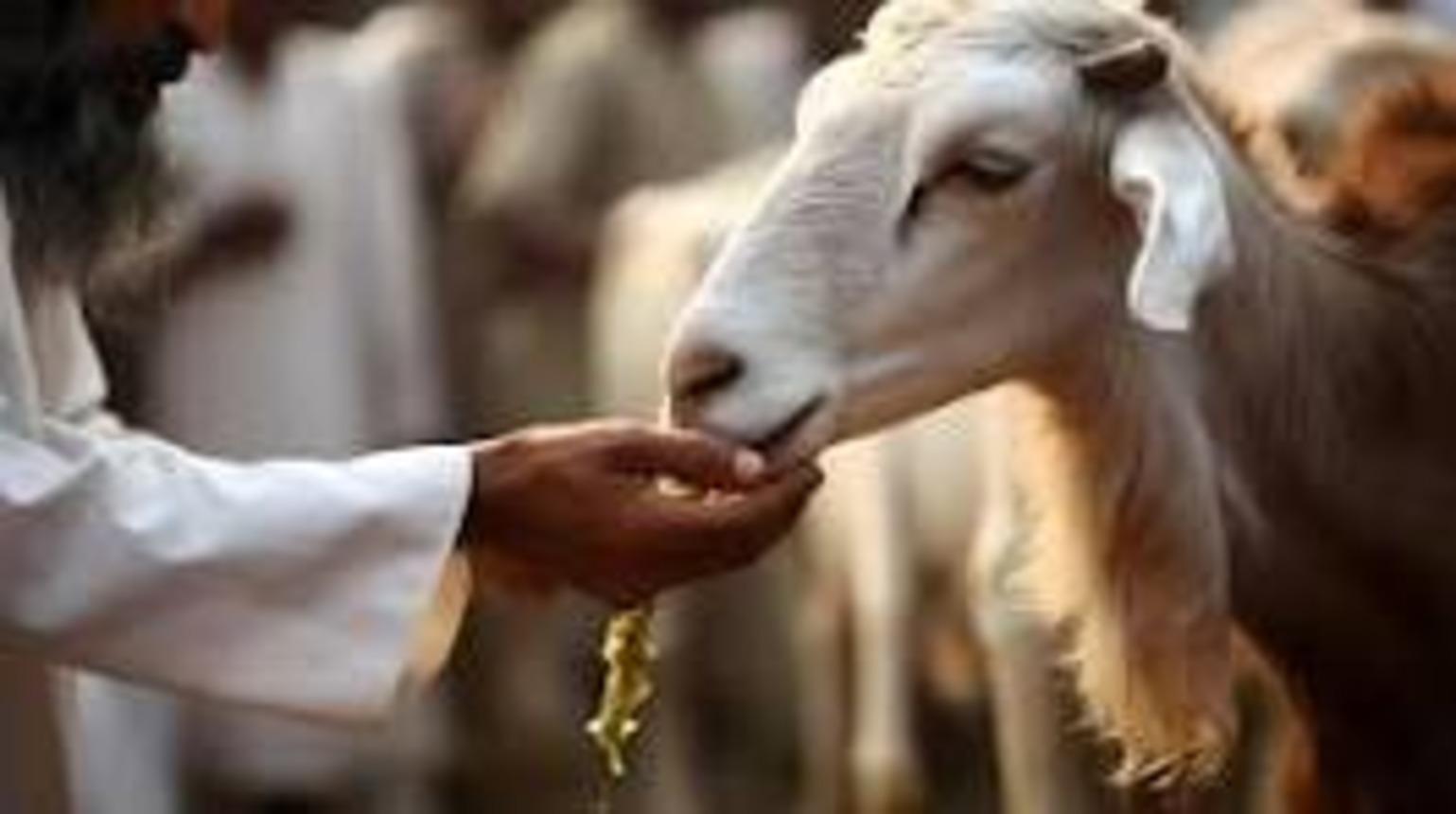 Qurbani (Sacrificing animals) for all